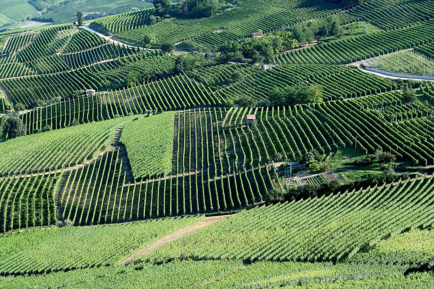Representative area photo, not of the event: Vineyard landscape in Piedmont